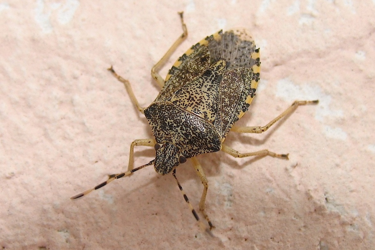 Pentatomidae: Rhaphigaster nebulosa della Sardegna